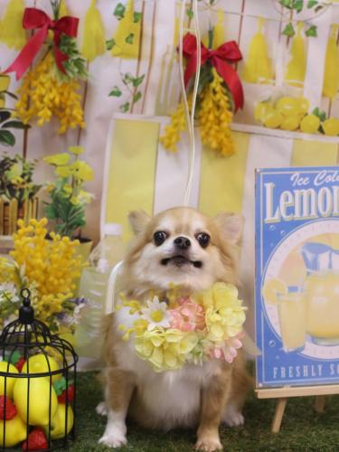 20240423チップくん